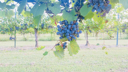 Grapes