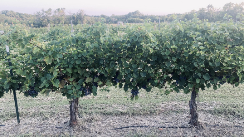 Vineyard